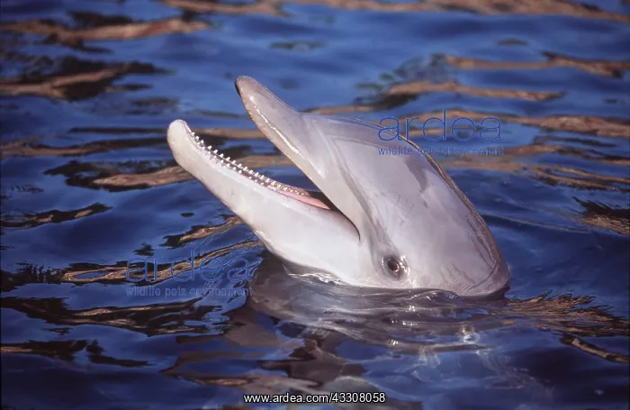 : BOTTLENOSE DOLPHIN - head out of water : BOTTLENOSE DOLPHIN - head out of water
