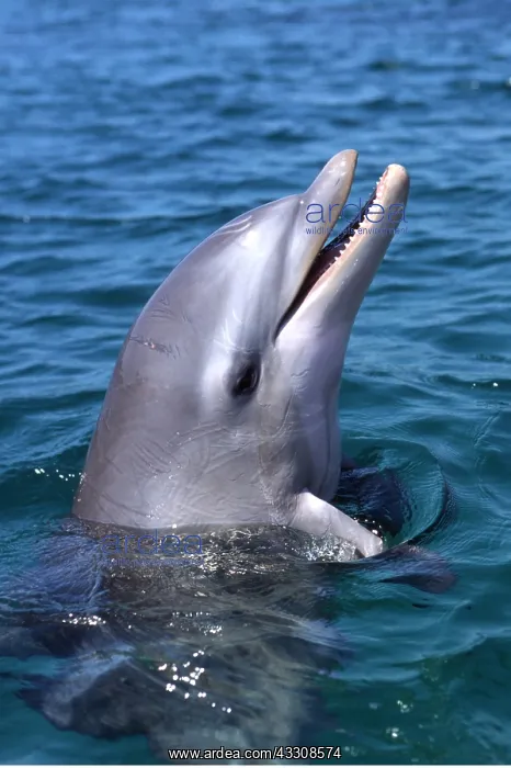 : BOTTLENOSE DOLPHIN - head out of water : BOTTLENOSE DOLPHIN - head out of water