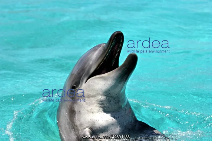 : Bottlenose Dolphin - With head out of water and mouth open : Bottlenose Dolphin - With head out of water and mouth open
