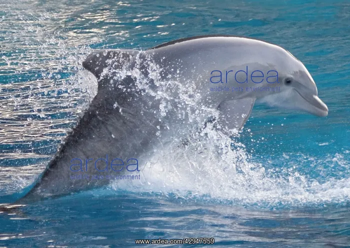 : Bottlenose dolphin - jumping out of the water : Bottlenose dolphin - jumping out of the water