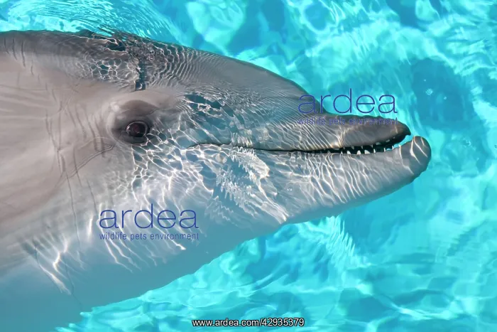 : Bottlenose Dolphin - Just beneath water : Bottlenose Dolphin - Just beneath water