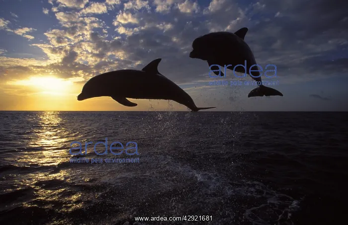  : Bottlenose Dolphin - leaping