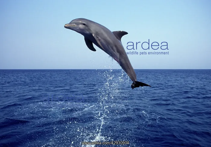: Bottlenose Dolphin - leaping : Bottlenose Dolphin - leaping