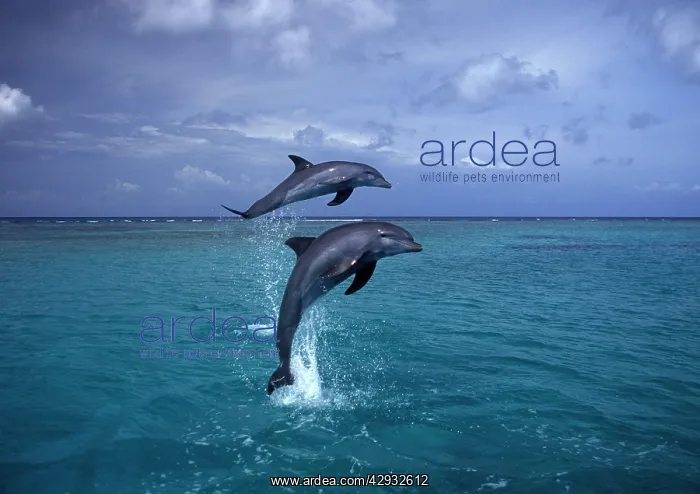 : Bottlenose dolphin - two leaping : Bottlenose dolphin - two leaping