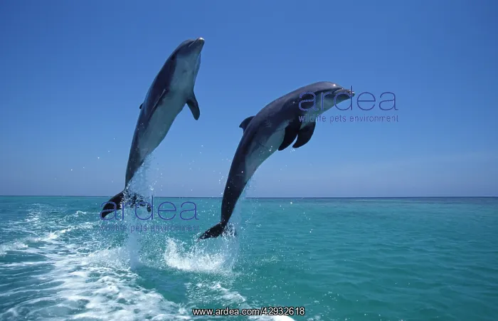 : Bottlenose Dolphin - two leaping : Bottlenose Dolphin - two leaping