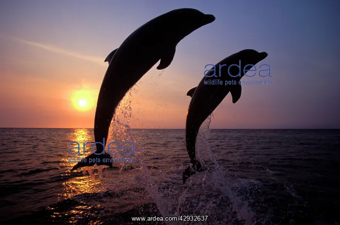 : Bottlenose Dolphin - two leaping : Bottlenose Dolphin - two leaping