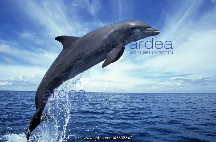 : Bottlenose dolphin - leaping : Bottlenose dolphin - leaping