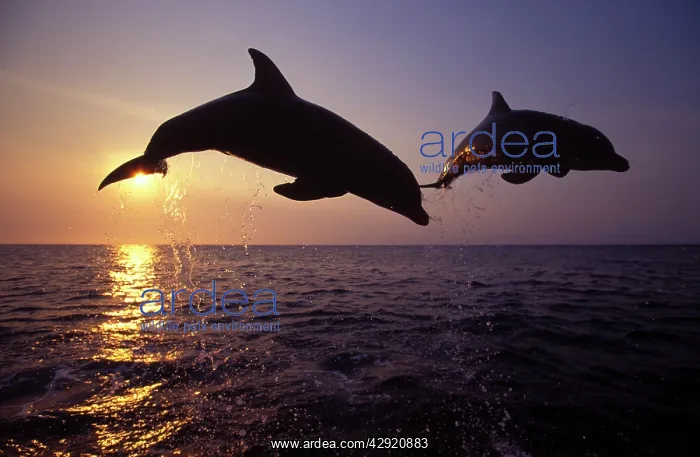 : Bottlenose dolphin - leaping at sunset : Bottlenose dolphin - leaping at sunset