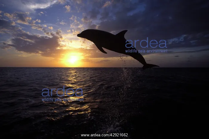  : Bottlenose DOLPHIN - leaping at sunset