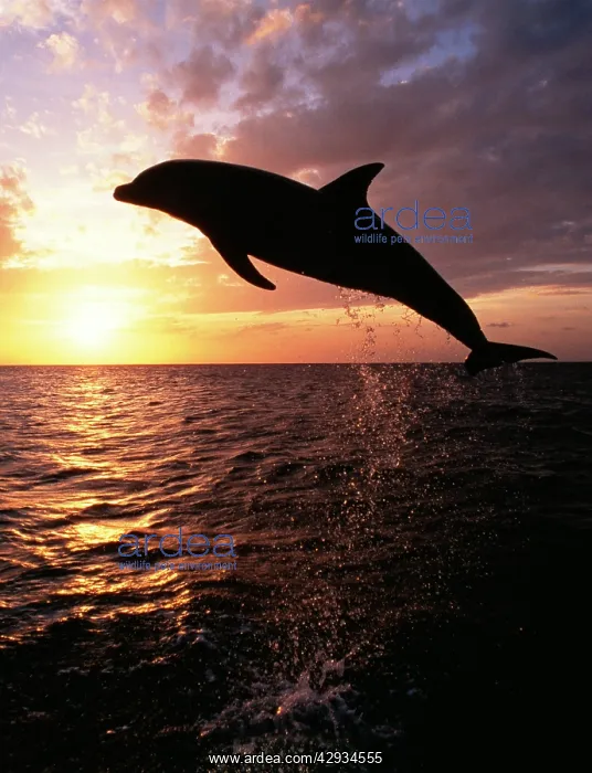 : Bottlenose Dolphin - Leaping at sunset : Bottlenose Dolphin - Leaping at sunset