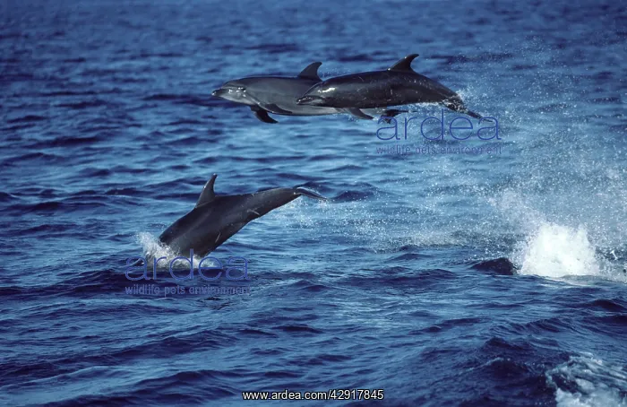 : Bottlenose dolphin - three leaping out of water : Bottlenose dolphin - three leaping out of water