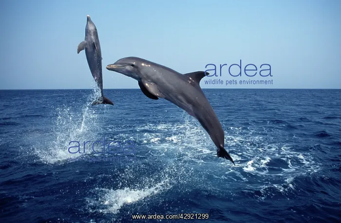 : Bottlenose Dolphin - two leaping out of water : Bottlenose Dolphin - two leaping out of water