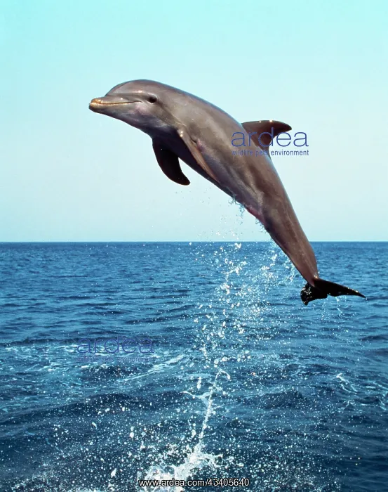 : Bottlenose DOLPHIN - leaping out of water : Bottlenose DOLPHIN - leaping out of water