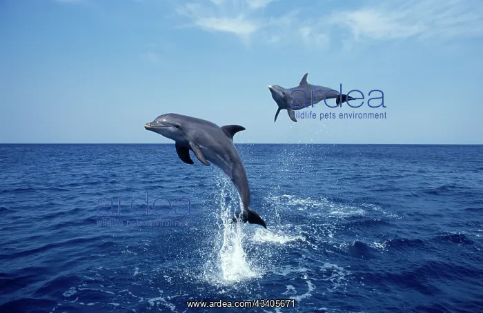 : Bottlenose Dolphin - two leaping out of water : Bottlenose Dolphin - two leaping out of water