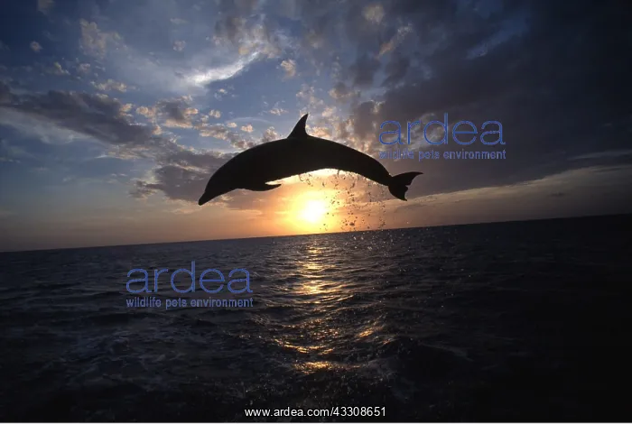 : Bottlenose Dolphin - leaping out of water at sunset : Bottlenose Dolphin - leaping out of water at sunset