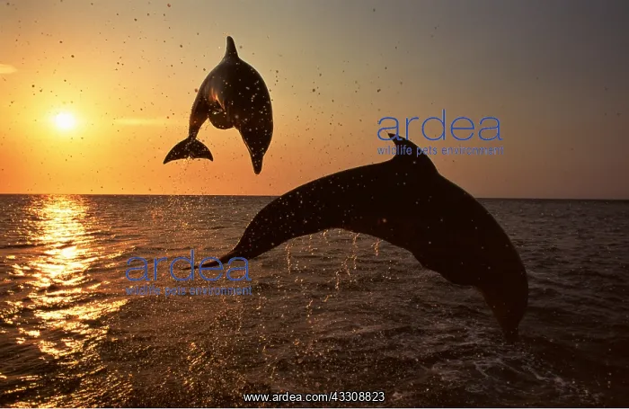 : Bottlenose Dolphin - two leaping out of water at sunset : Bottlenose Dolphin - two leaping out of water at sunset