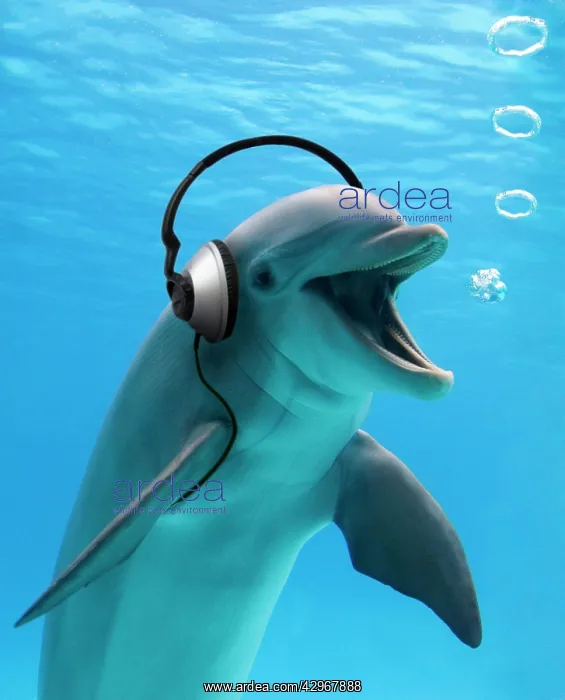 : Bottlenose Dolphin - listening to music with headphones : Bottlenose Dolphin - listening to music with headphones