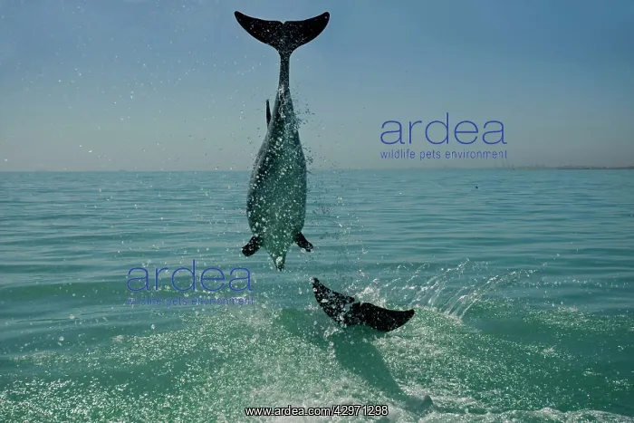 : Bottlenose Dolphin - mid jump : Bottlenose Dolphin - mid jump