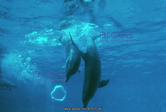 : Bottlenose DOLPHIN - Mother and baby play with air bubble : Bottlenose DOLPHIN - Mother and baby play with air bubble