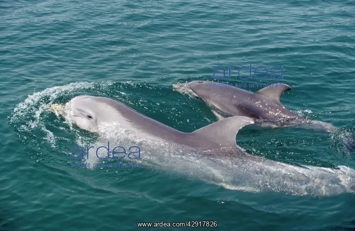 : Bottlenose Dolphin - Mother & Calf : Bottlenose Dolphin - Mother & Calf