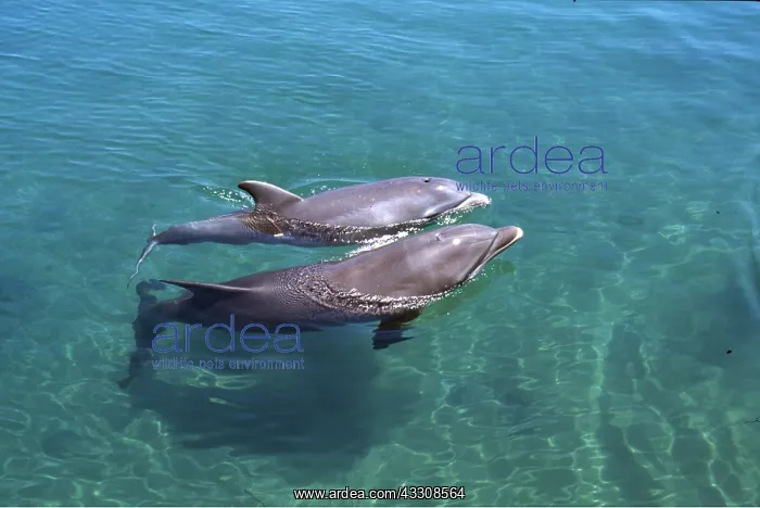 : Bottlenose Dolphin - mother with calf : Bottlenose Dolphin - mother with calf