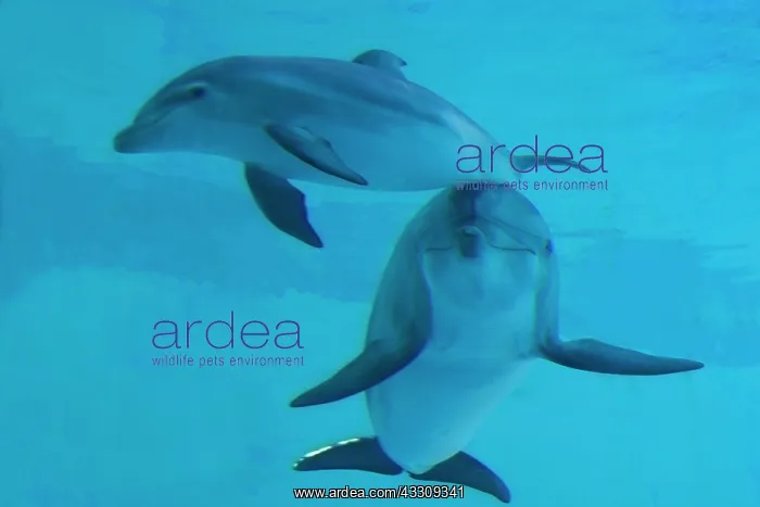 : Bottlenose Dolphin - mother and calf underwater : Bottlenose Dolphin - mother and calf underwater