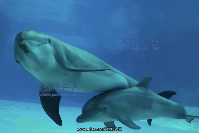 : Bottlenose Dolphin - mother and calf underwater : Bottlenose Dolphin - mother and calf underwater