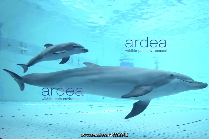 : Bottlenose Dolphin - mother and calf underwater : Bottlenose Dolphin - mother and calf underwater
