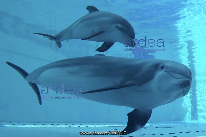 : Bottlenose Dolphin - mother and calf underwater : Bottlenose Dolphin - mother and calf underwater