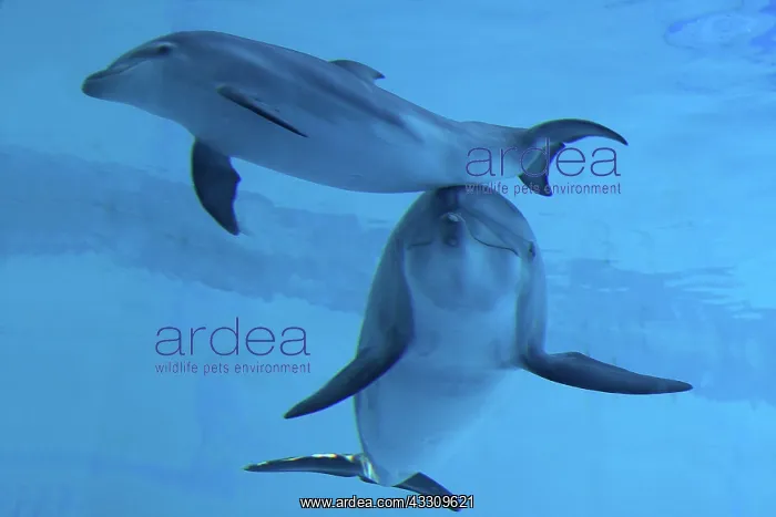 : Bottlenose Dolphin - mother and calf underwater : Bottlenose Dolphin - mother and calf underwater