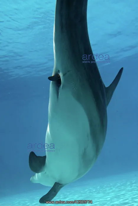 : Bottlenose Dolphin - Mother giving birth to Baby / Calf : Bottlenose Dolphin - Mother giving birth to Baby / Calf