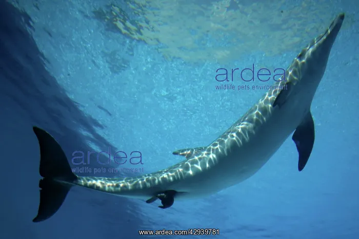 : Bottlenose Dolphin - Mother giving birth to Baby / Calf : Bottlenose Dolphin - Mother giving birth to Baby / Calf