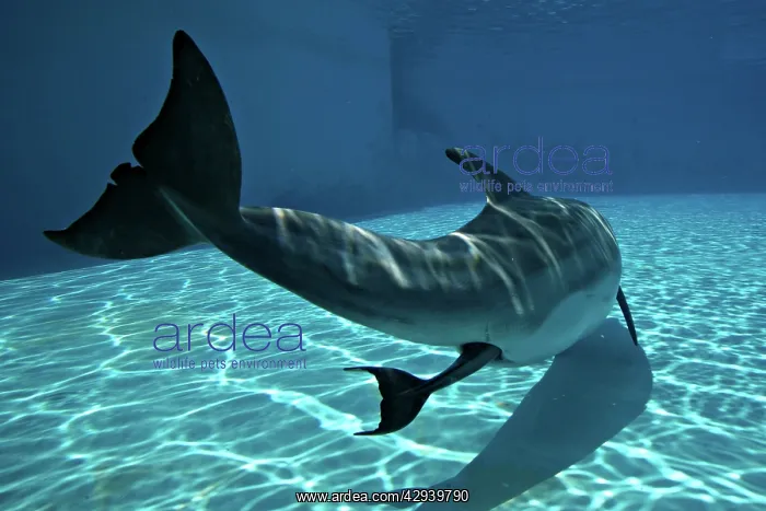 : Bottlenose Dolphin - Mother giving birth to Baby / Calf : Bottlenose Dolphin - Mother giving birth to Baby / Calf