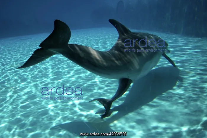: Bottlenose Dolphin - Mother giving birth to Baby / Calf : Bottlenose Dolphin - Mother giving birth to Baby / Calf
