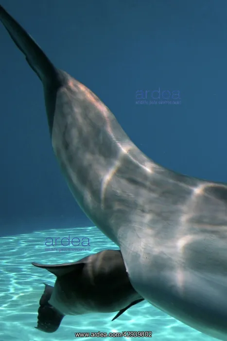  : Bottlenose Dolphin - Mother giving birth to Baby  /  Calf
