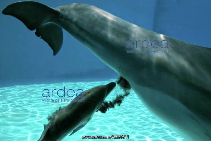 : Bottlenose Dolphin - Mother giving birth to Baby / Calf : Bottlenose Dolphin - Mother giving birth to Baby / Calf