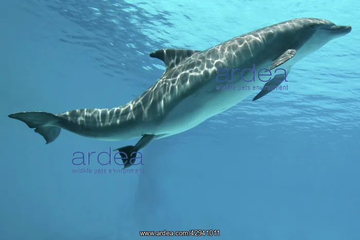 : Bottlenose Dolphin - Mother giving birth to Baby / Calf : Bottlenose Dolphin - Mother giving birth to Baby / Calf