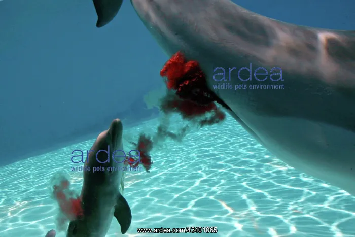 : Bottlenose Dolphin - Mother giving birth to Baby / Calf : Bottlenose Dolphin - Mother giving birth to Baby / Calf