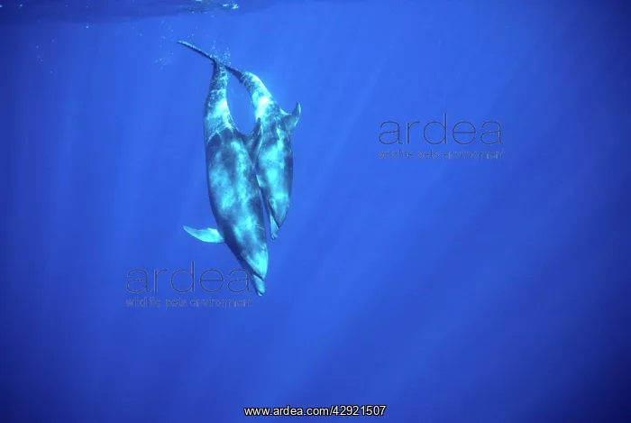: Bottlenose dolphin - Mother with large calf, diving : Bottlenose dolphin - Mother with large calf, diving