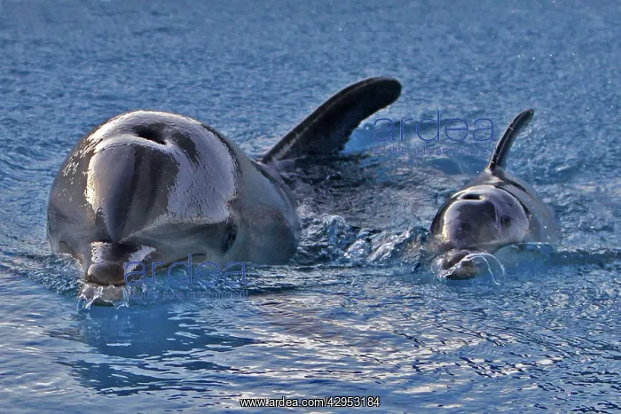 : Bottlenose Dolphin - mother and newborn baby / : Bottlenose Dolphin - mother and newborn baby /
