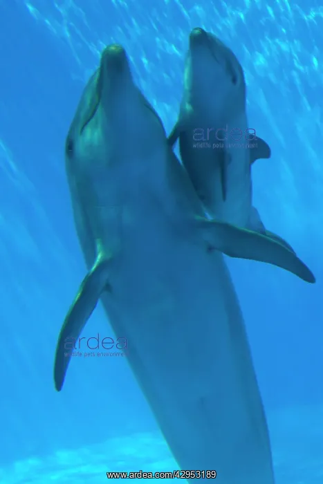 : Bottlenose Dolphin - mother and newborn baby / : Bottlenose Dolphin - mother and newborn baby /