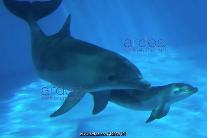 : Bottlenose Dolphin - mother and newborn baby / : Bottlenose Dolphin - mother and newborn baby /
