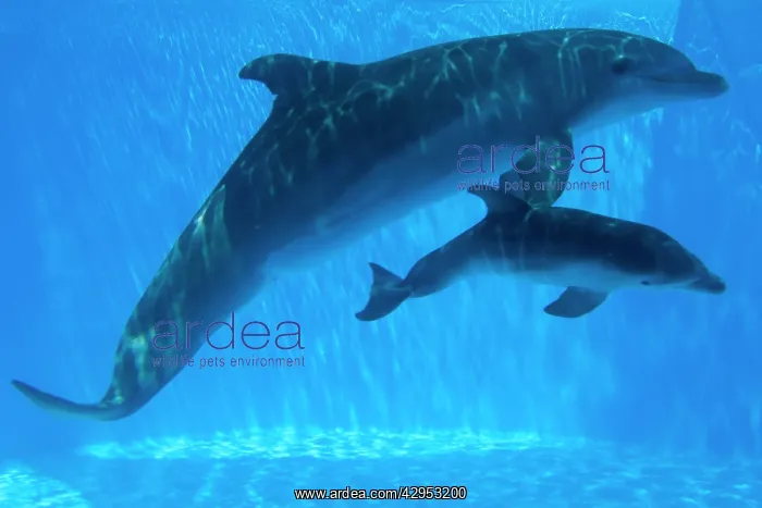 : Bottlenose Dolphin - mother and newborn baby / : Bottlenose Dolphin - mother and newborn baby /