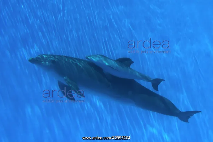 : Bottlenose Dolphin - mother and newborn baby / : Bottlenose Dolphin - mother and newborn baby /
