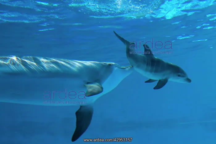 : Bottlenose Dolphin - mother is stimulating her : Bottlenose Dolphin - mother is stimulating her