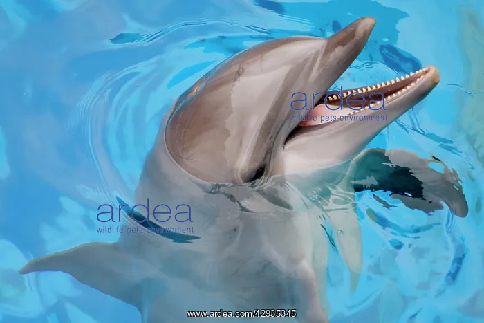 : Bottlenose Dolphin with mouth open : Bottlenose Dolphin with mouth open