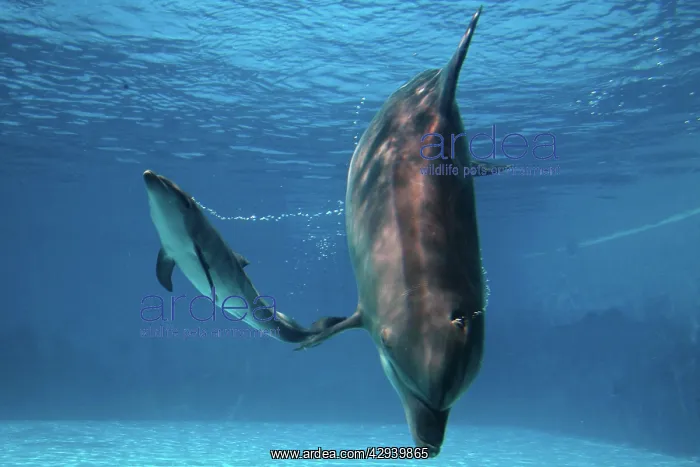 : Bottlenose Dolphin - Newborn Bab y Calf whistling : Bottlenose Dolphin - Newborn Bab y Calf whistling
