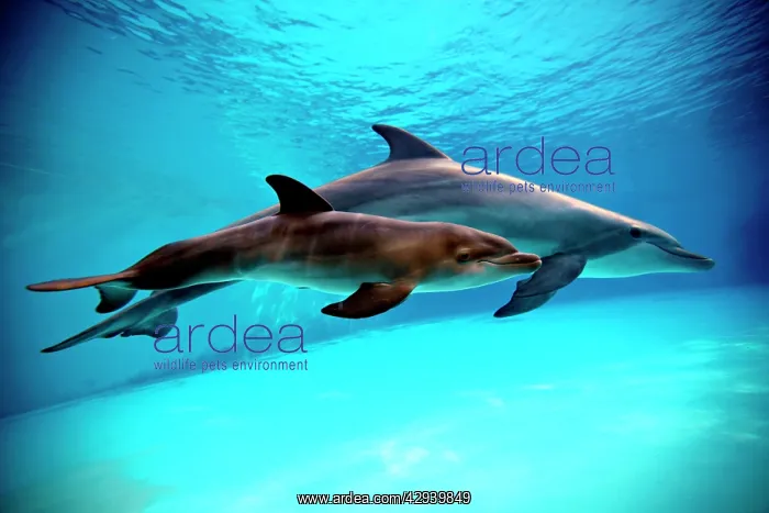 : Bottlenose Dolphin - Newborn Baby / Calf dolphin : Bottlenose Dolphin - Newborn Baby / Calf dolphin