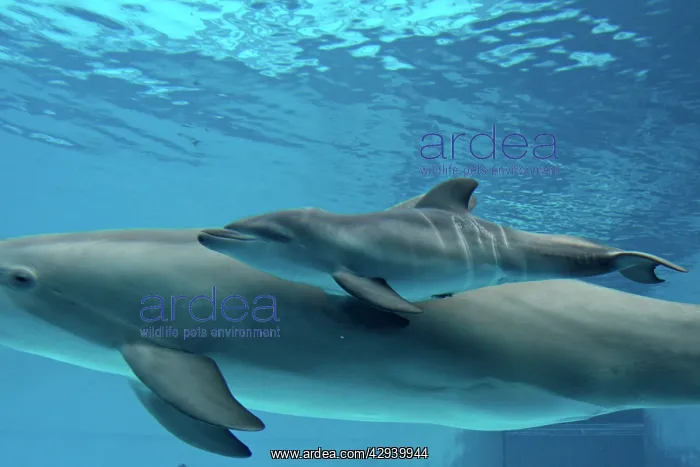 : Bottlenose Dolphin - Newborn Baby / Calf dolphin : Bottlenose Dolphin - Newborn Baby / Calf dolphin