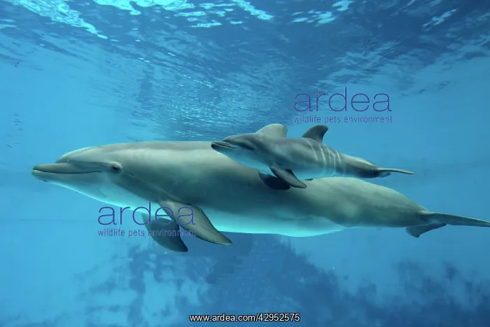 : Bottlenose Dolphin - Newborn Baby / Calf dolphin : Bottlenose Dolphin - Newborn Baby / Calf dolphin